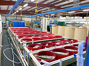 red tanks at the Harbor Branch aquaculture facility