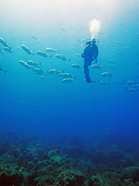 scuba diver descends in the Flower Garden Banks National Marine Sanctuary