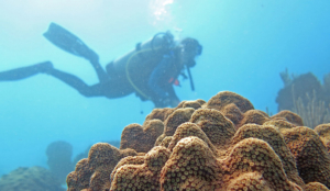 diver is collecting tissue samples