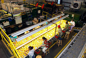Packing house workers sort grapefruit