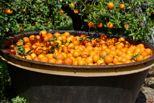 A tub of harvested oranges