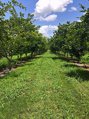 orchard of mature pongamia trees