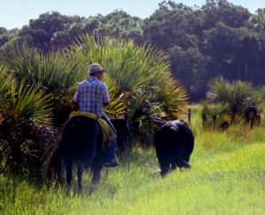 Tending the herd in Okeechobee, Florida