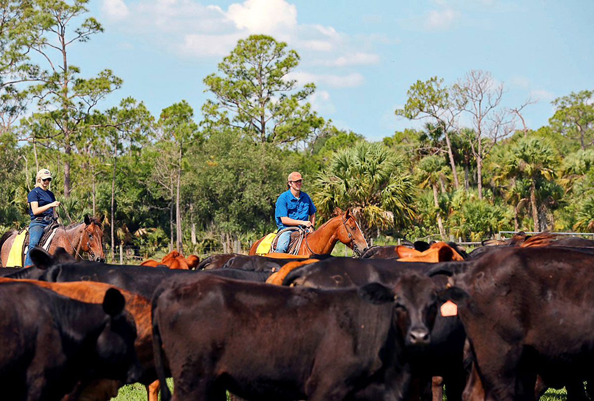 riders move calves at the Pearce Cattle Company