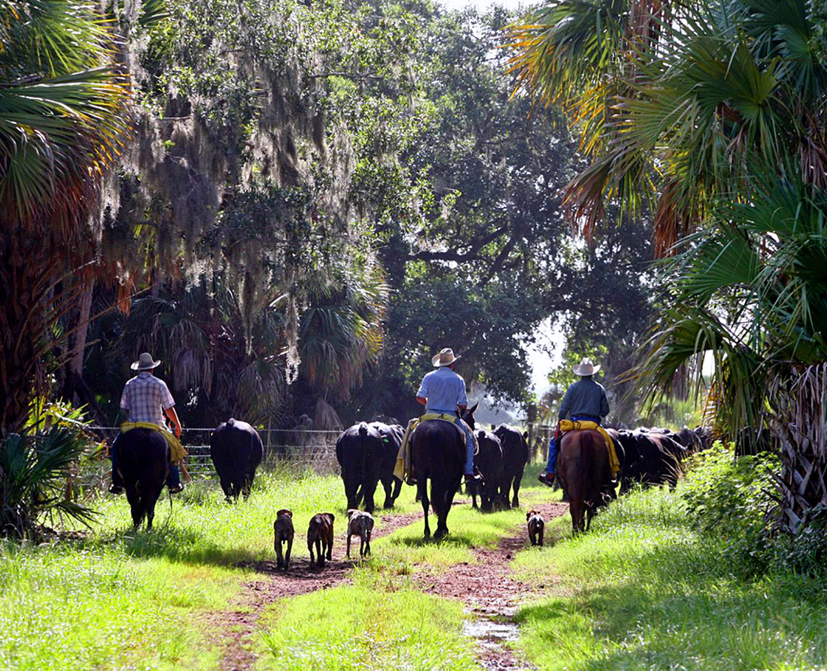 cowboys and their dogs move cattle at the Pearce Cattle Company Ranch in Okeechobee County