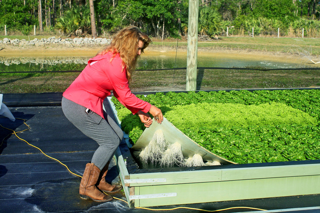 Ecotone uses the raft method for hydroponic farming
