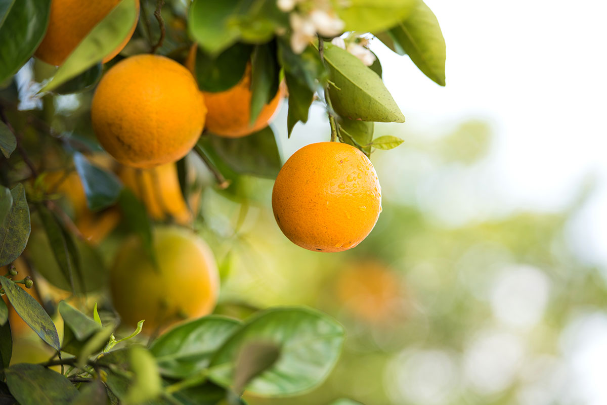oranges harvested in Florida groves