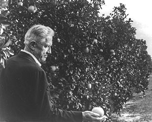 Bernard Egan holds a grapefruit in a St. Lucie County grove in the early 1990s