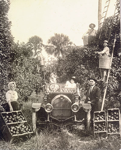 Citrus being harvested by the Jesse Parrish family in 1914 at a Brevard County grove the year Joseph B. Egan and Jesse Parrish started the Nevins Fruit Co.